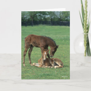 Cartão Bob Langrish Two Morgan Horse Foals Playing