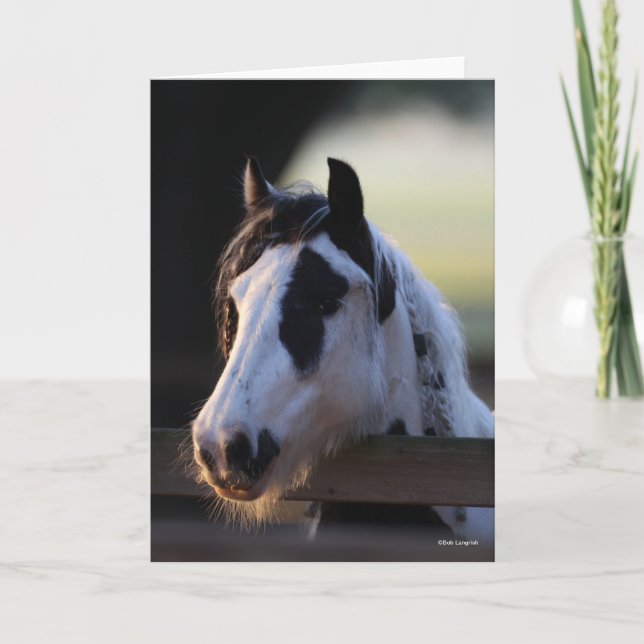 Cartão Bob Langrish | Vanner cigano olhando sobre cerca (Frente)