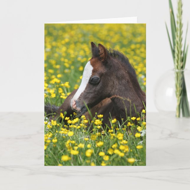 Cartão Bob Langrish | Welsh Pony Foal Resting In Flowers (Frente)