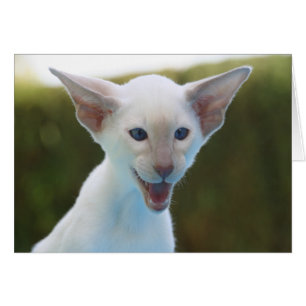 Cartão Bobo Siamese
