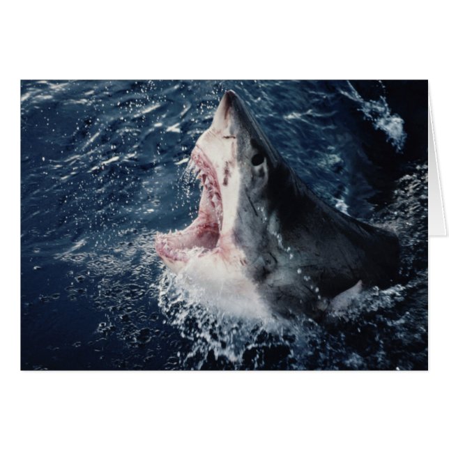 Cartão Boca de tubarão elevada aberta (Frente Horizontal)
