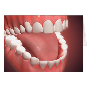Cartão Boca Humana Aberta, Mostrando Dentes, Gengivas E L