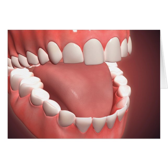 Cartão Boca Humana Aberta, Mostrando Dentes, Gengivas E L (Frente Horizontal)