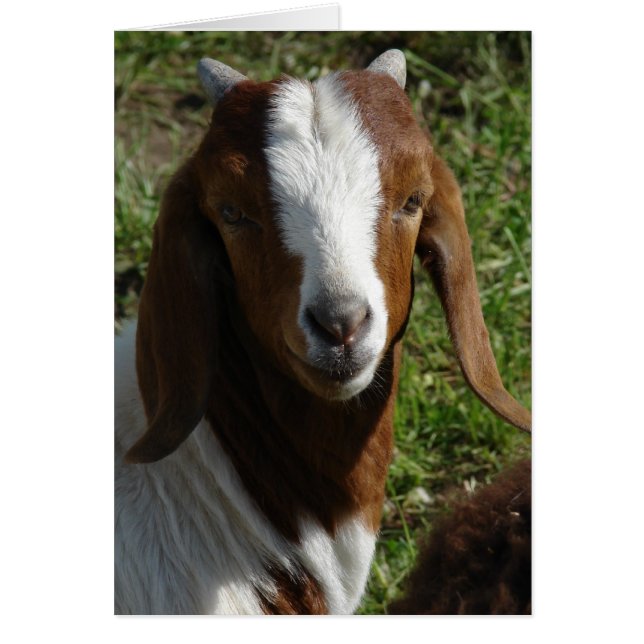 Cartão Boer Goat (Frente)