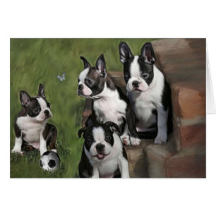 Cartão Boinas Terrier de Boston