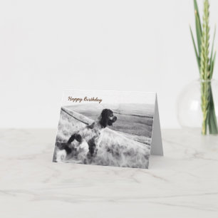 Cartão Boker Spaniel Birthday