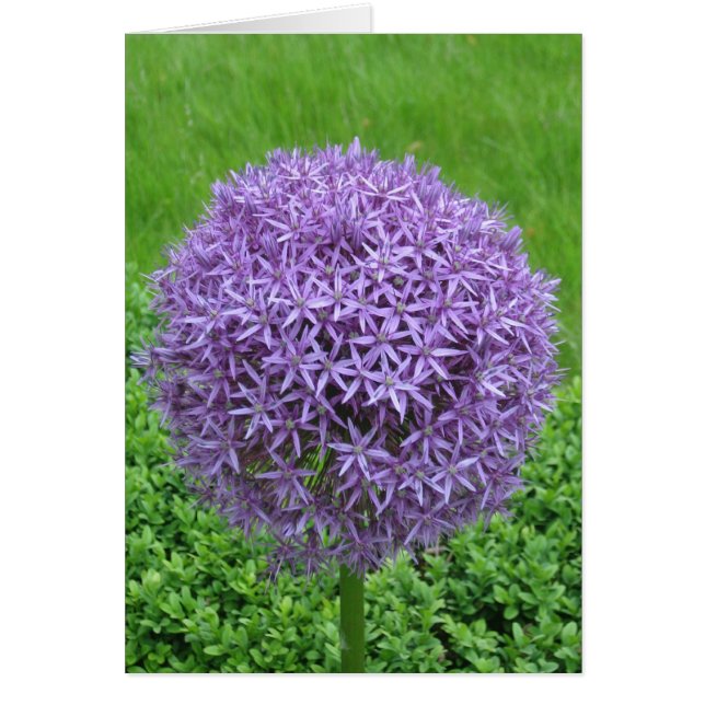Cartão Bola da Flor Roxa (Frente)