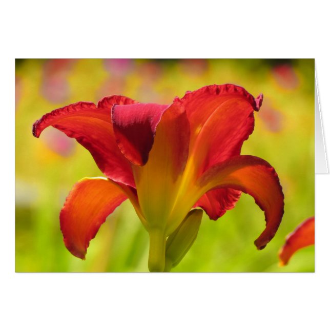 Cartão Bold Lily - Daylily (Frente Horizontal)