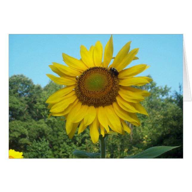 Cartão Bom dia, sol (Frente Horizontal)