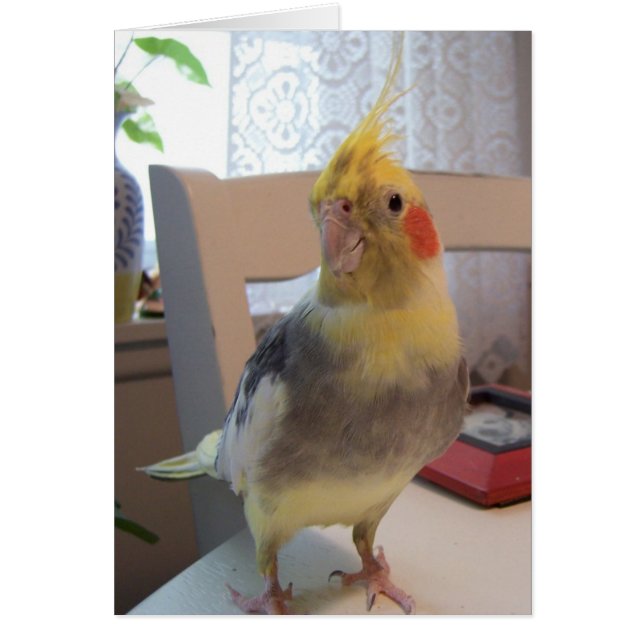 Cartão Bom pássaro (Frente)