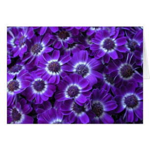 Cartão Bonita Cinerarias Roxo