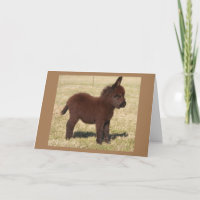 BONITA DONKEY DIZ **FELIZ ANIVERSÁRIO PARA VOCÊ**