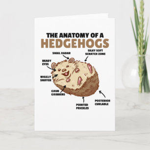 Cartão Bonita Explicação De Hedgehog Anatomia De Hedgehog