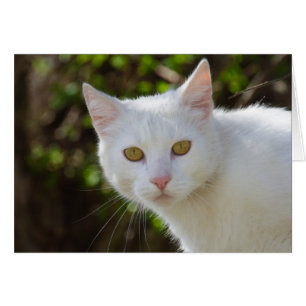 Cartão Bonita Gata Branca