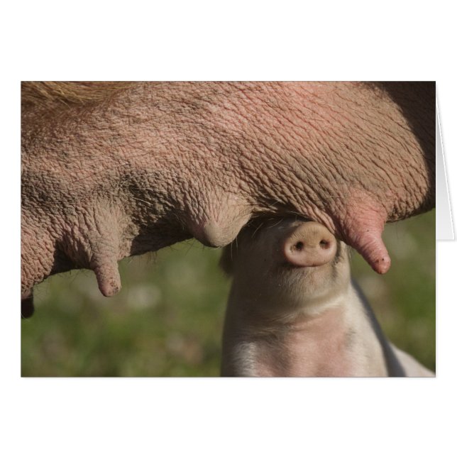 Cartão Bonitão Nervoso - Engraçado (Frente Horizontal)