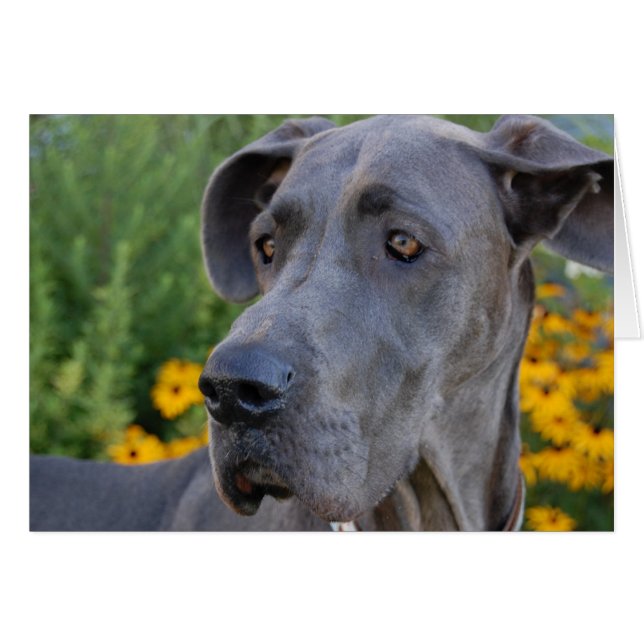 Cartão Bonito (Frente Horizontal)