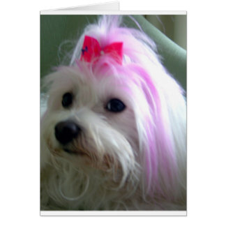 Cartão Bonito a rosa