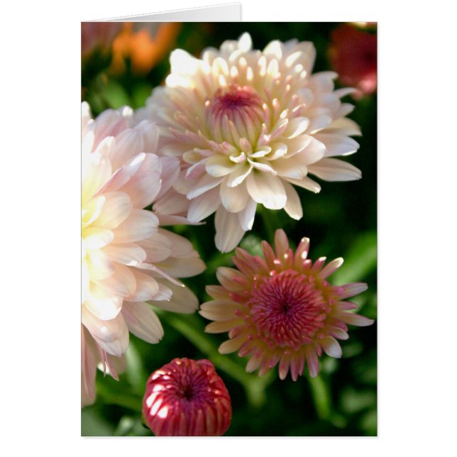 Cartão Bonito a rosa (Frente)