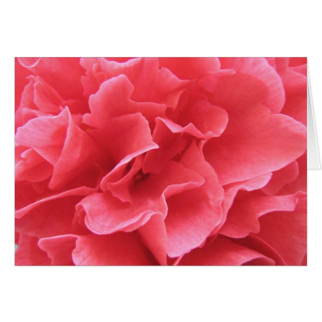 Cartão Bonito a rosa (Frente Horizontal)