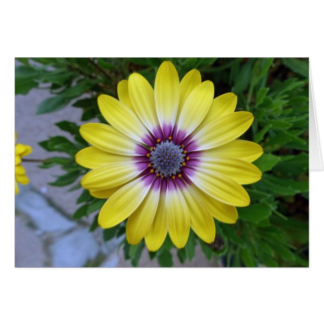 Cartão Bonito como Sol (Frente Horizontal)