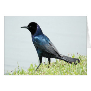 Cartão bonito de ave-preto