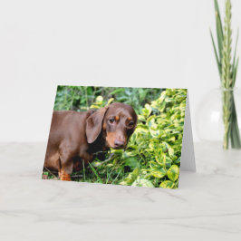 Cartão bonito do vazio do dachshund do chocolate
