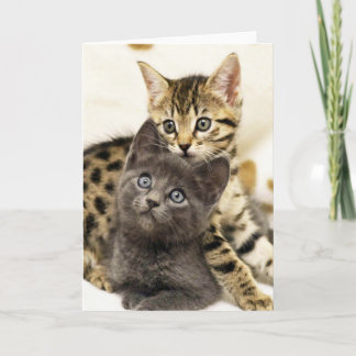Cartão bonito dos gatinhos do gato dois de