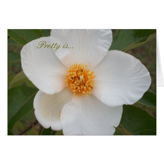 Cartão Bonito é (Frente Horizontal)