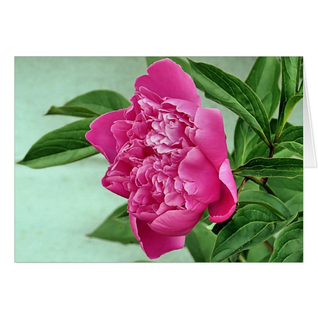 Cartão Bonito em Peony Rosa (Frente Horizontal)