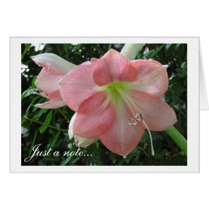 Cartão Bonito Lily Rosa
