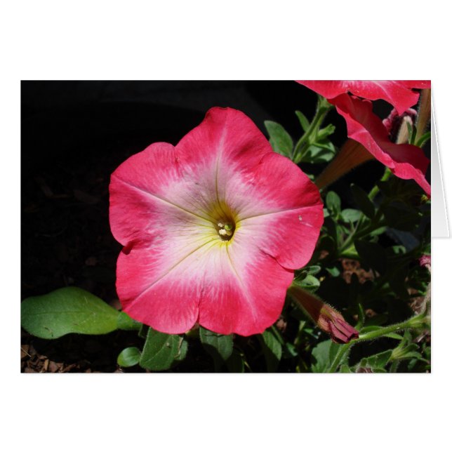 Cartão Bonito no rosa (Frente Horizontal)