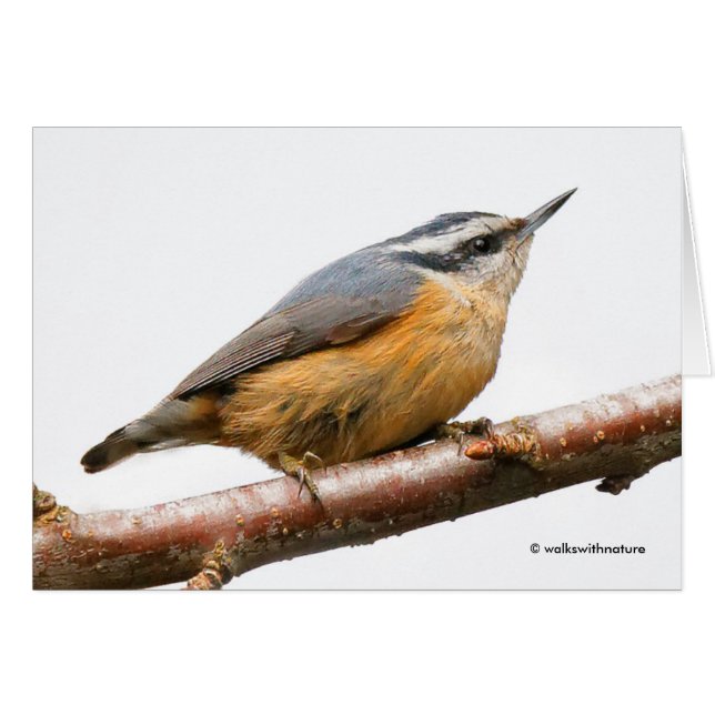 Cartão Bonito Nuthatch Vermelho em um Ramo (Frente Horizontal)