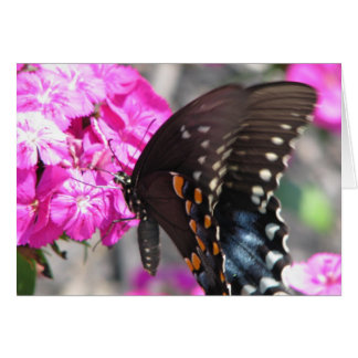 Cartão Borboleta