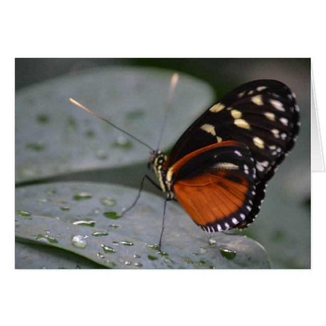 Cartão Borboleta (Frente Horizontal)