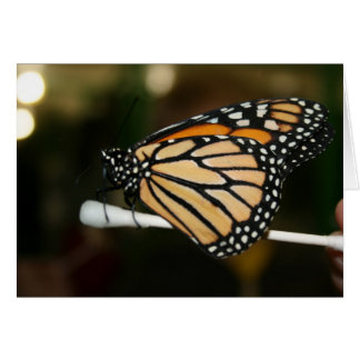 Cartão Borboleta