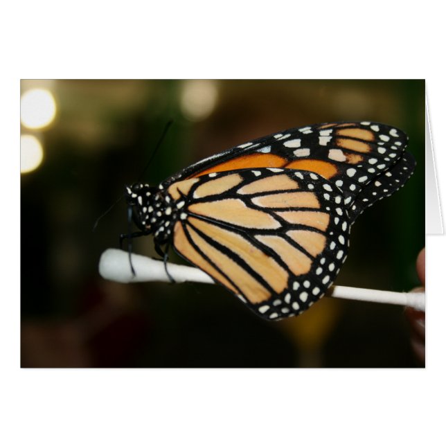 Cartão Borboleta (Frente Horizontal)