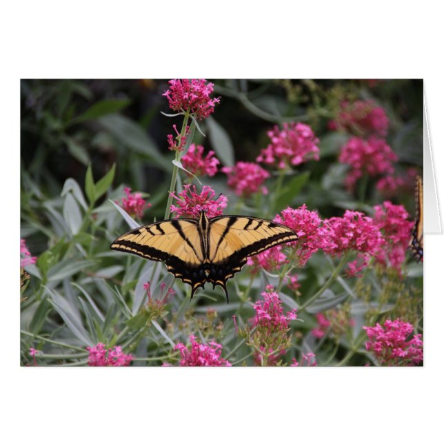 Cartão Borboleta (Frente horizontal)