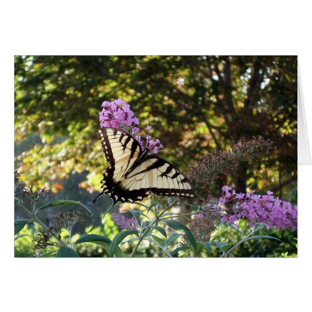 Cartão borboleta (Frente Horizontal)