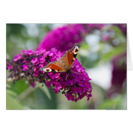 Cartão Borboleta