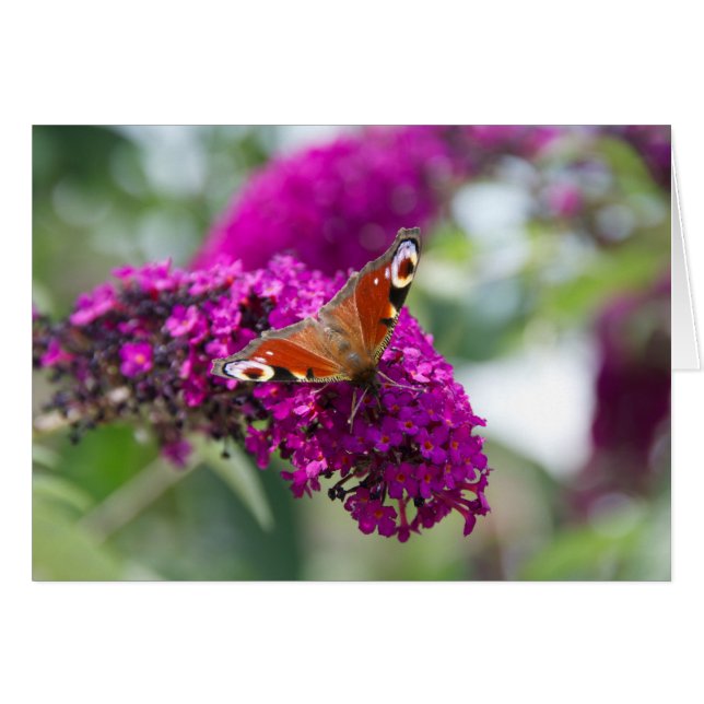 Cartão Borboleta (Frente Horizontal)