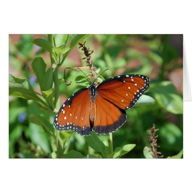 Cartão Borboleta (Frente Horizontal)