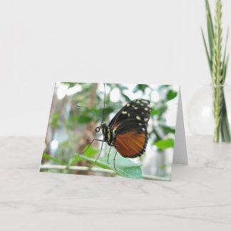 Cartão Borboleta #1