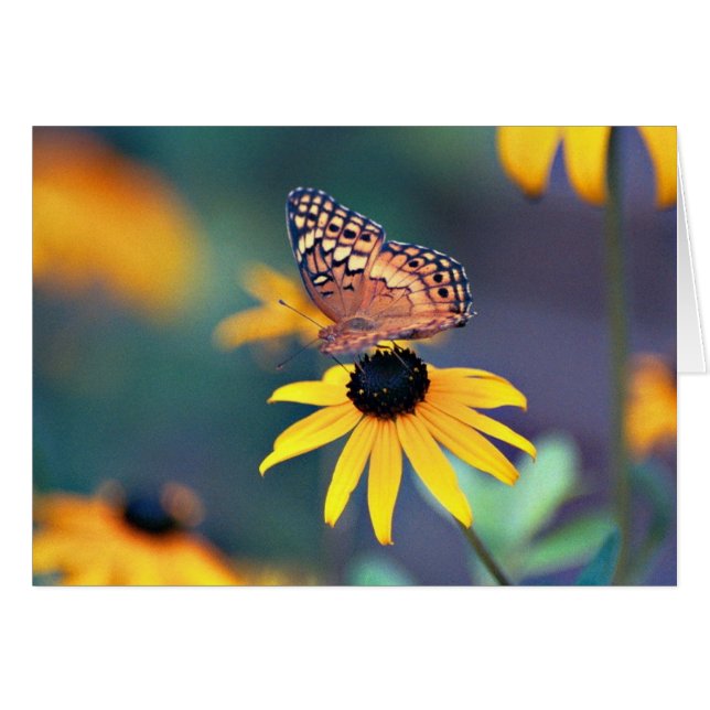 Cartão Borboleta 1 (Frente Horizontal)