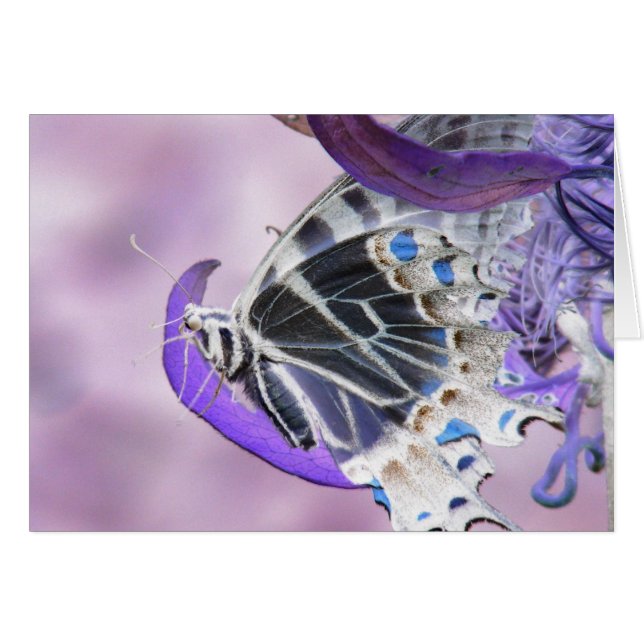 Cartão Borboleta alterada (Frente Horizontal)