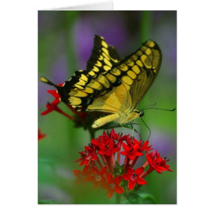 Cartão Borboleta amarela e preta