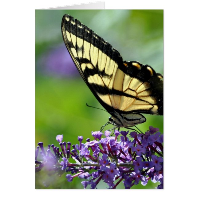 Cartão Borboleta amarela e preta na Lavanda (Frente)