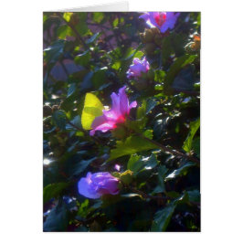 Cartão Borboleta Amarela em Rosa Rosa Rosa Rosa de Sharon