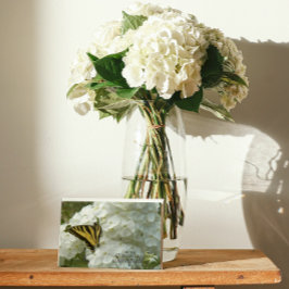 Cartão Borboleta Amarela sobre Simpatia Floral do Phlox B