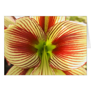 Cartão Borboleta Amaryllis