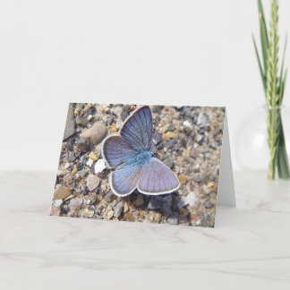 Cartão Borboleta azul do mapa de saudação: Bläuling, em v
